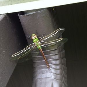 Meet your Posher, Casey